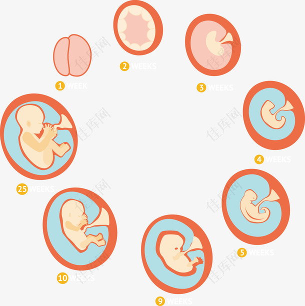 矢量胎儿成长过程