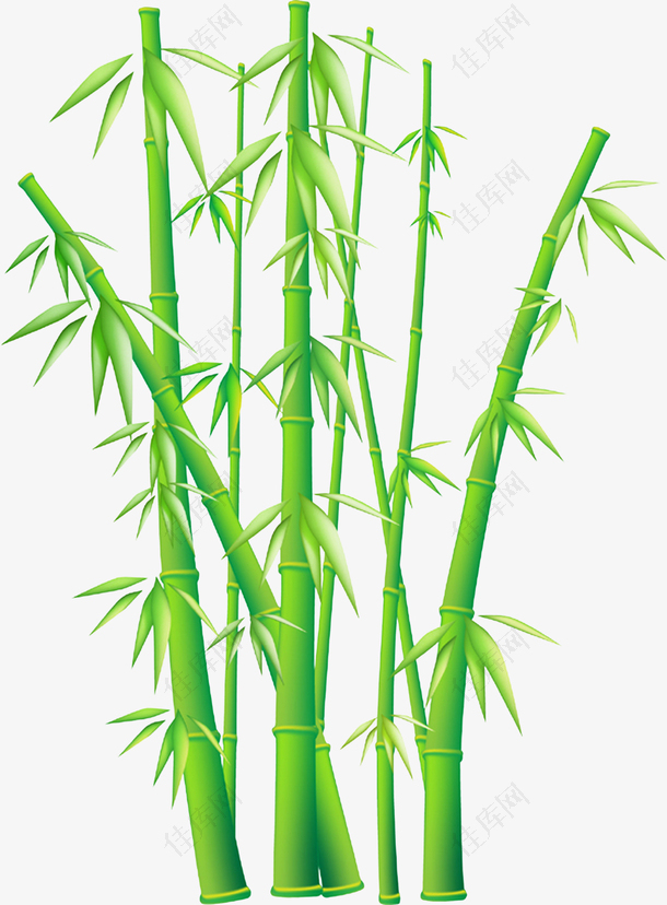 翠绿竹子图案