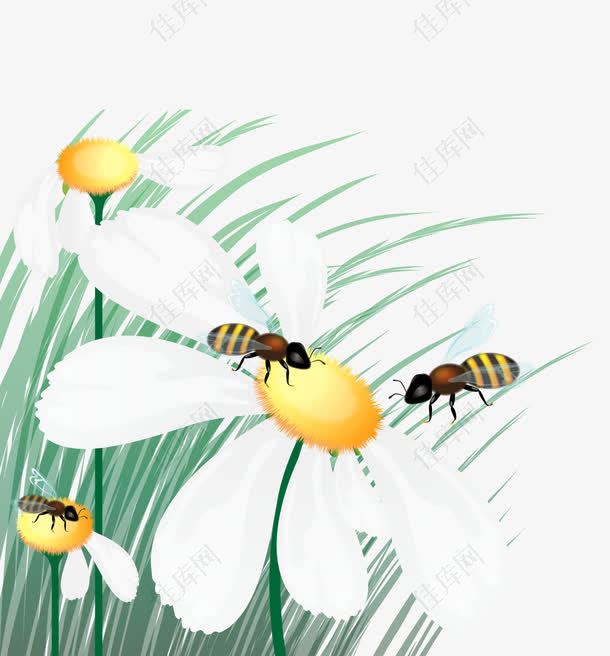 蜜蜂花丛采蜜手绘