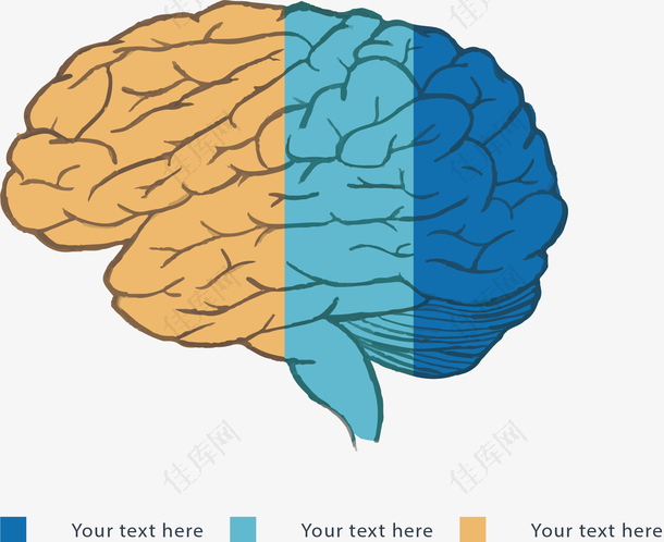 大脑彩色分类标签