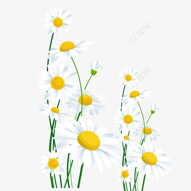 重阳节白色色菊花朵装饰免下载