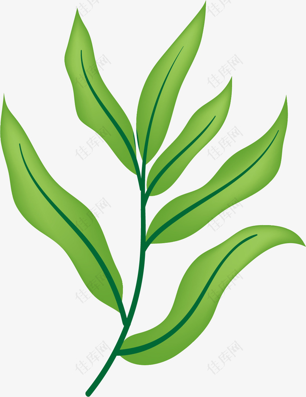 卡通矢量植物桉树叶
