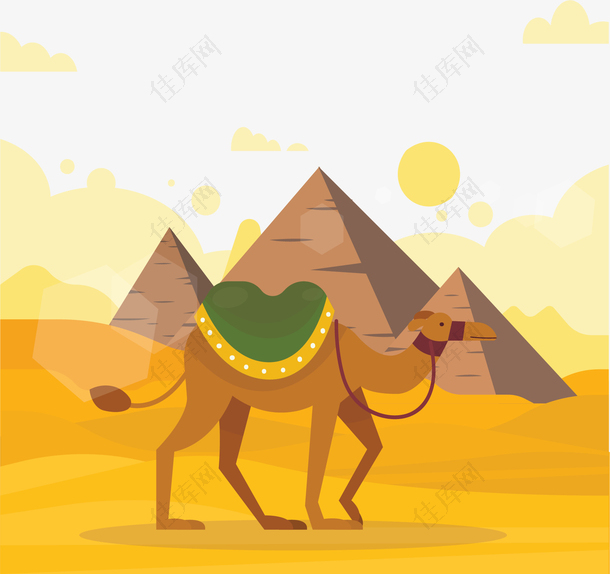 埃及沙漠金字塔骆驼
