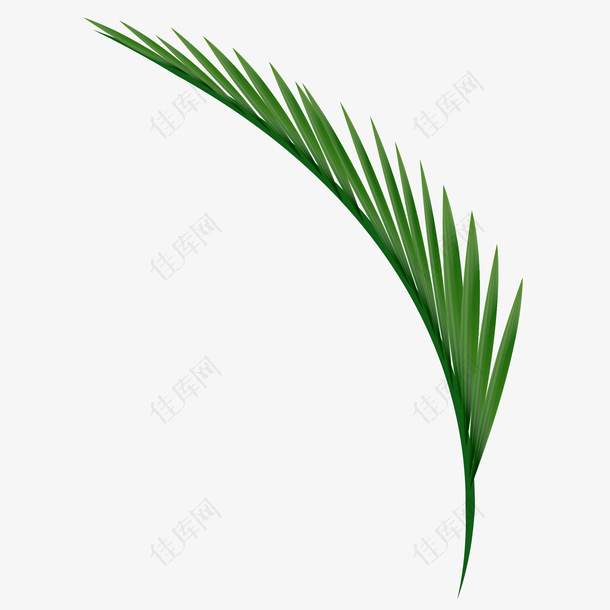 矢量绿色棕榈树枝