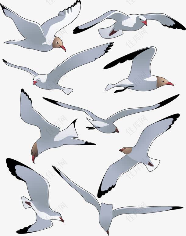 海鸥各种飞行矢量图