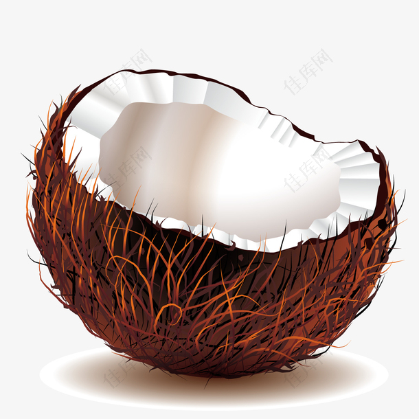 矢量椰子壳