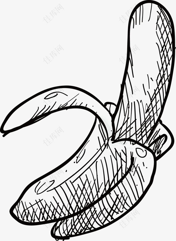 香蕉手绘矢量图