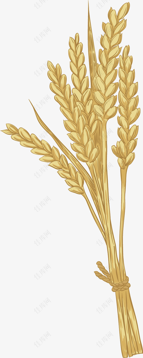 矢量图秋季成熟麦子