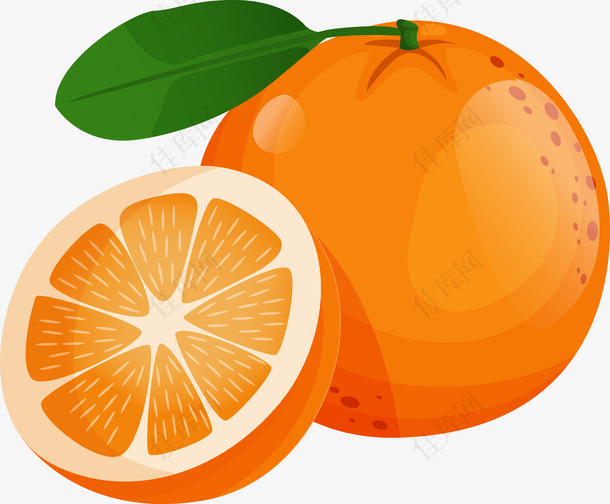 矢量手绘切开的橙子