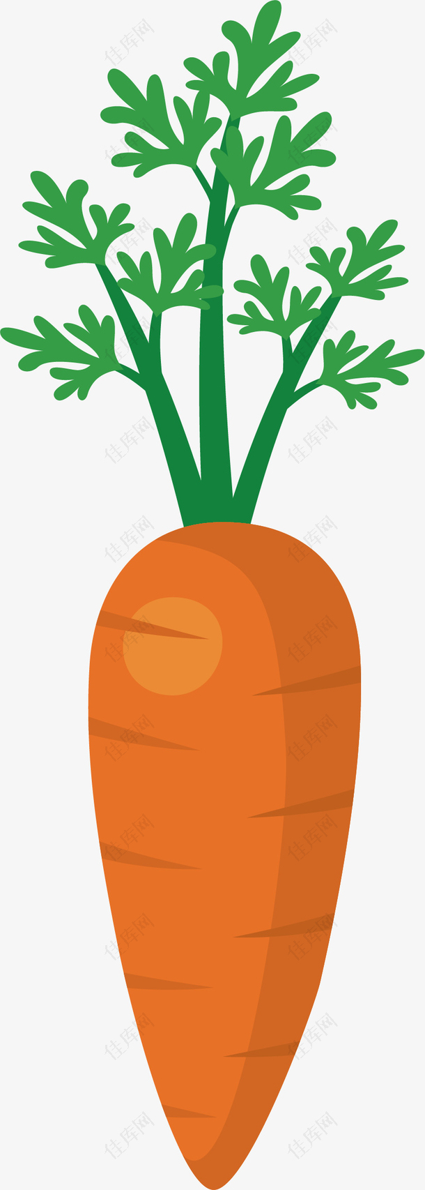 新鲜的胡萝卜