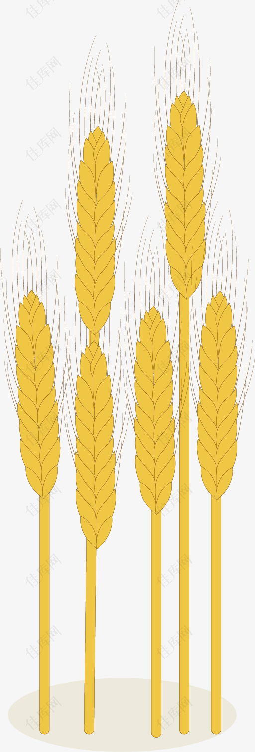矢量图黄金色的麦穗