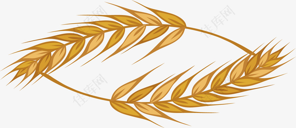 矢量图小麦简约图