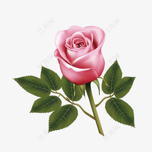 卡通手绘矢量粉色玫瑰花