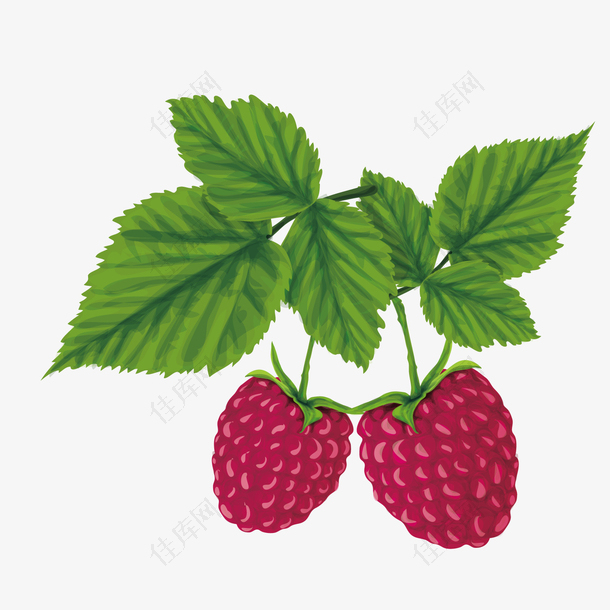 矢量树莓