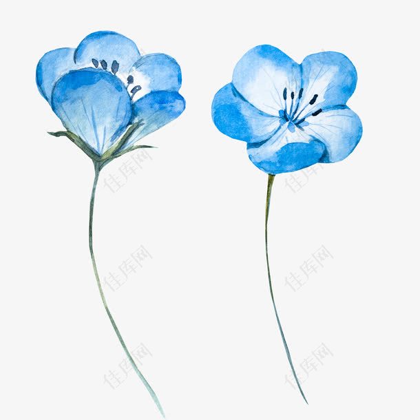 淡蓝色水彩花