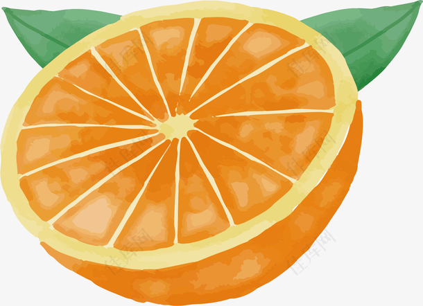 手绘橙子矢量图下载