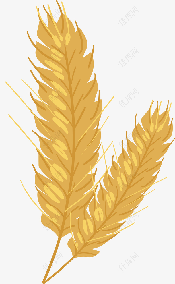 金色的小麦