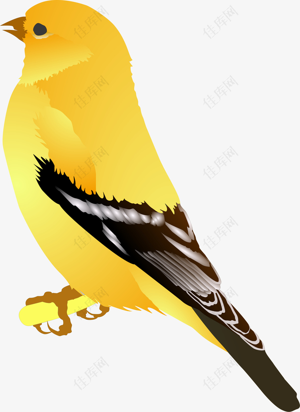 黄鹂鸟矢量图