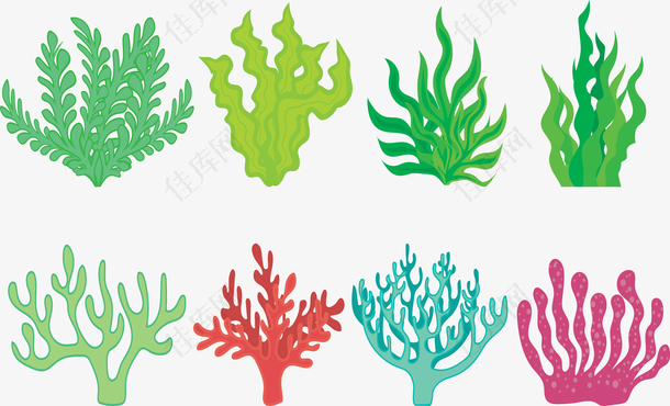 绿色海草海带营养植物