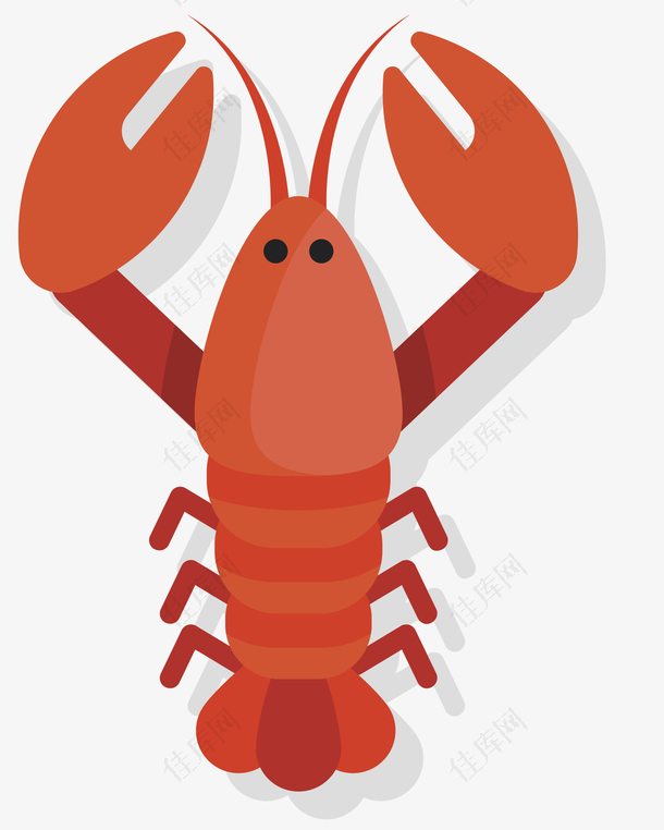 红色海洋澳洲大龙虾