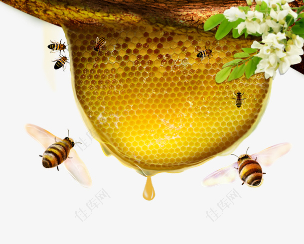 蜂蜜蜜蜂花朵