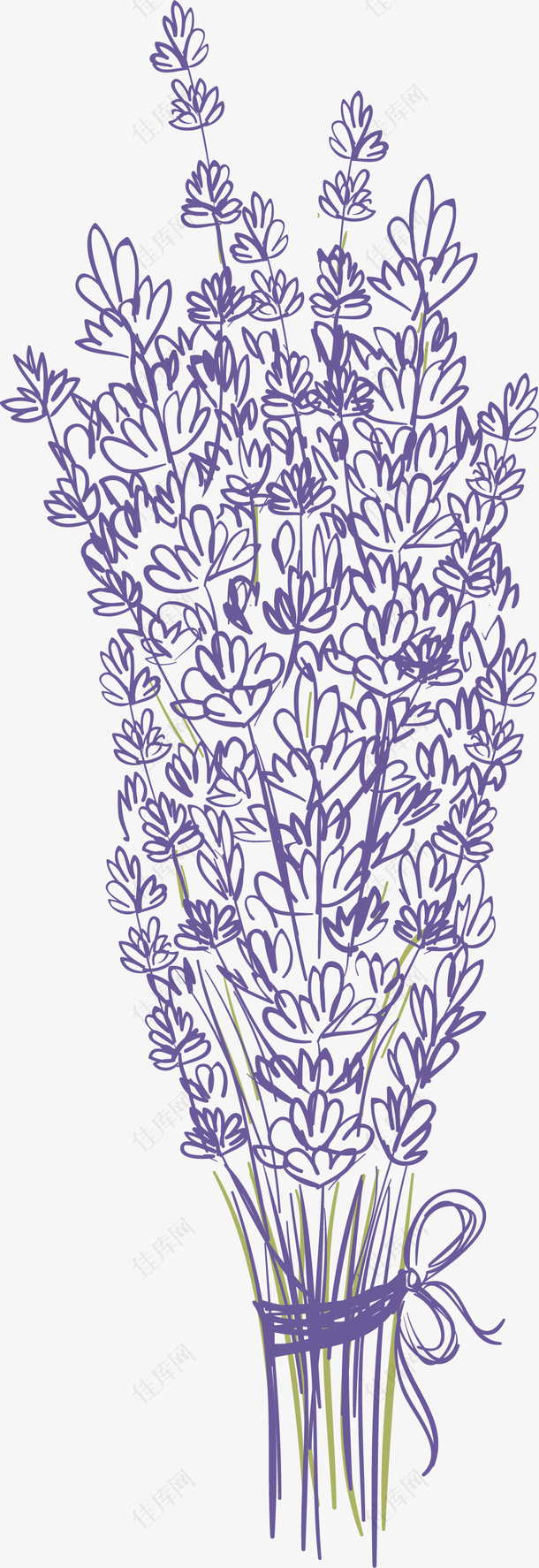 紫色矢量手绘薰衣草
