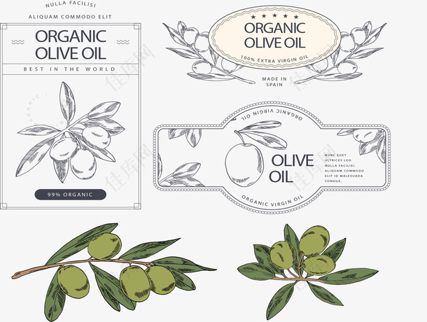 橄榄油植物标签