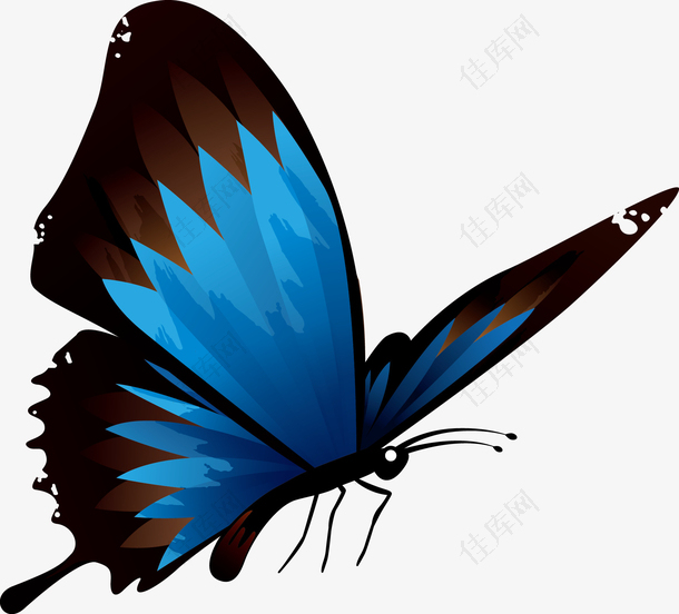 矢量蓝色蝴蝶素材图