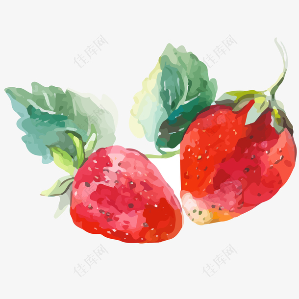 新鲜草莓水彩插画