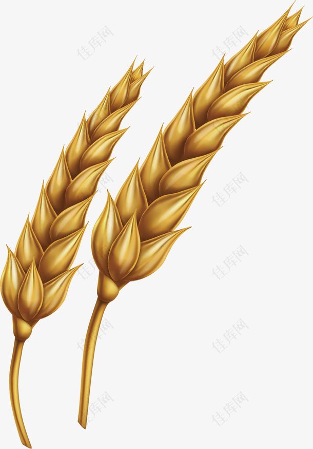 矢量图成熟的麦子