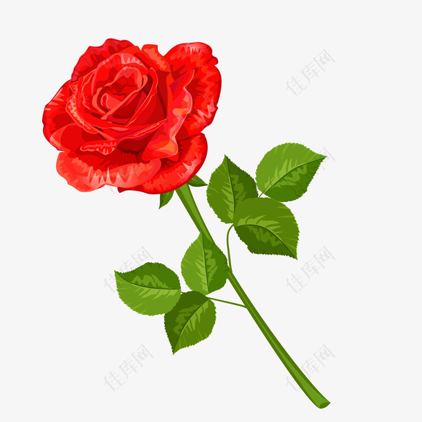 娇艳欲滴的红色玫瑰花