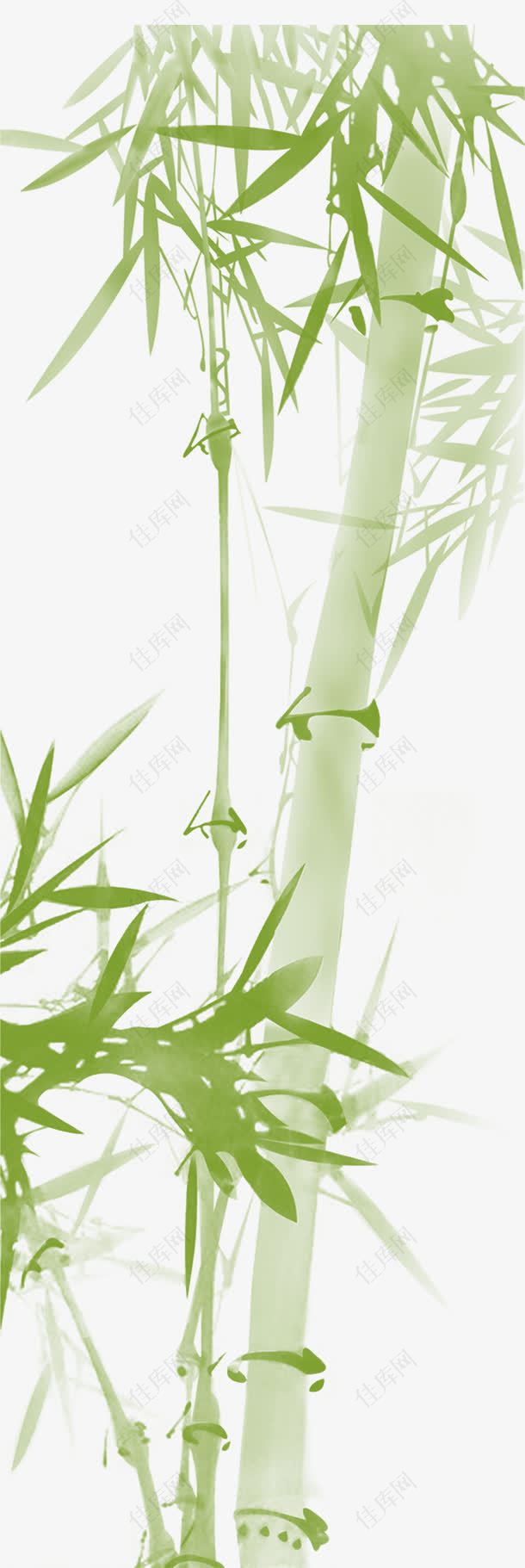 淡绿色的竹子