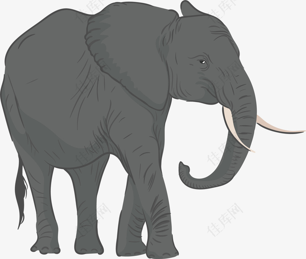 灰色大象矢量图