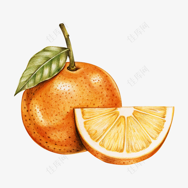矢量一个橘子下载