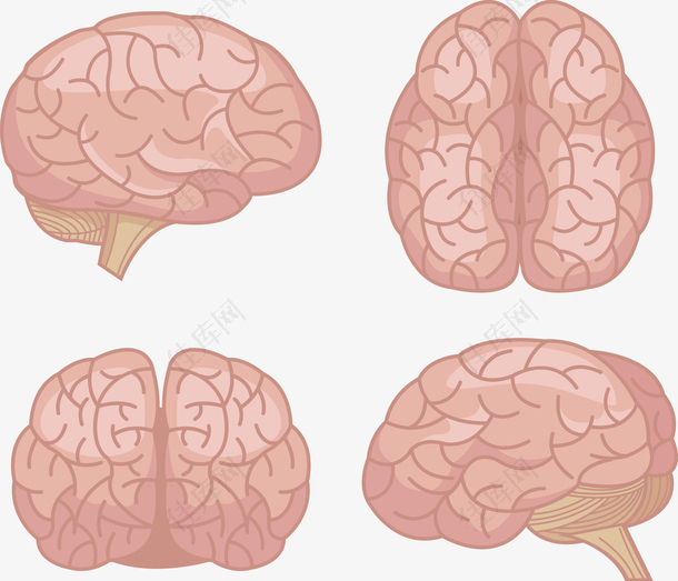 各种角度的大脑图片