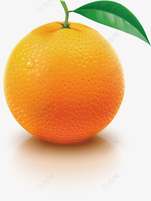 矢量写实橙子