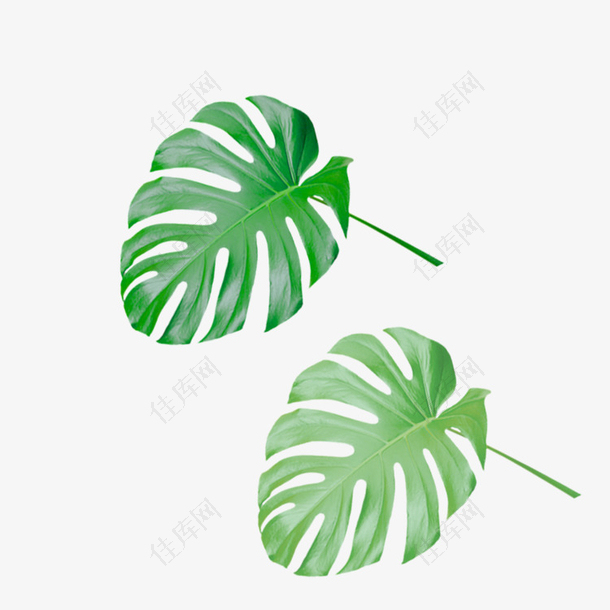绿色植物装饰叶