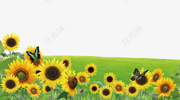 蝴蝶在草地上的向日葵上