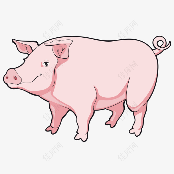 矢量粉色猪