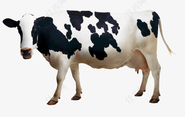 奶牛母牛免扣矢量图