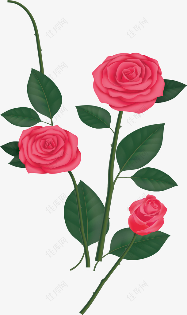 美丽粉红色的玫瑰