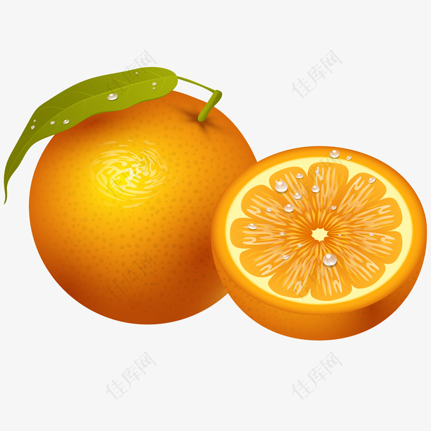 新鲜橙子绘画插图
