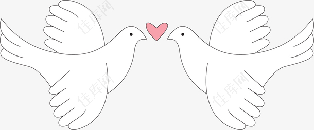 白色浪漫接吻鸽子