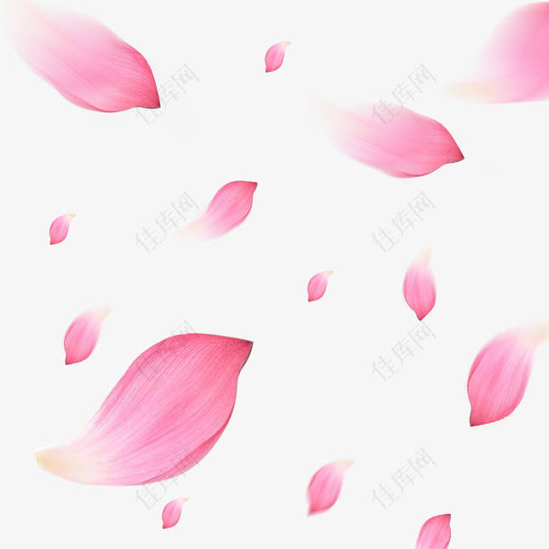 透明粉色花瓣飘落