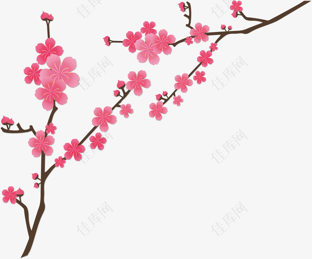 日本美丽粉红樱花