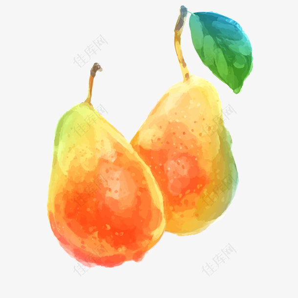 水彩手绘水果梨设计