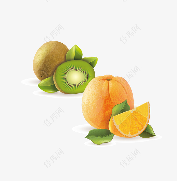 手绘矢量猕猴桃和橙子