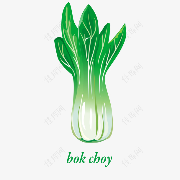 白菜蔬菜植物设计