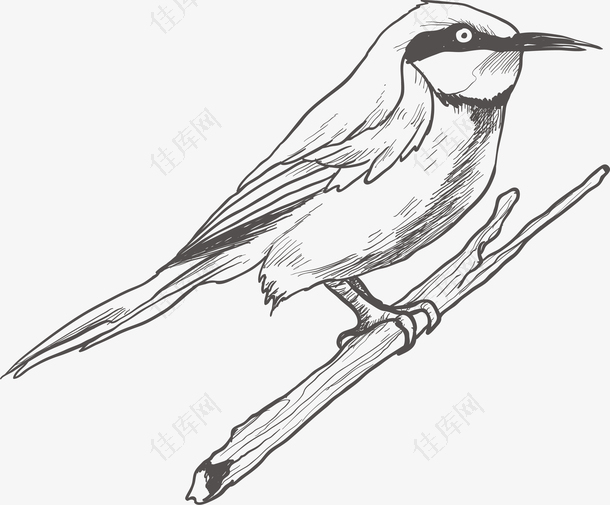 手绘素描小鸟