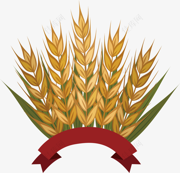 收割丰收季的金色小麦